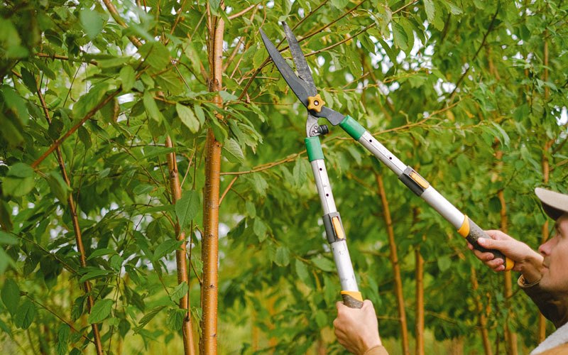 Tree trimming in Osceola, NE